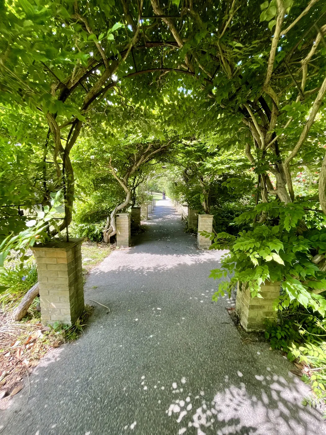 Shaded garden walk under a leafy pergola on the Isle of Wight