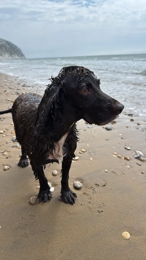 A happy wet spaniel on the shingle at Yaverland beach